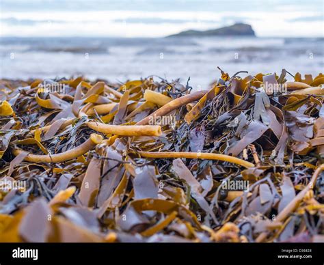 Magic kelp juno beach